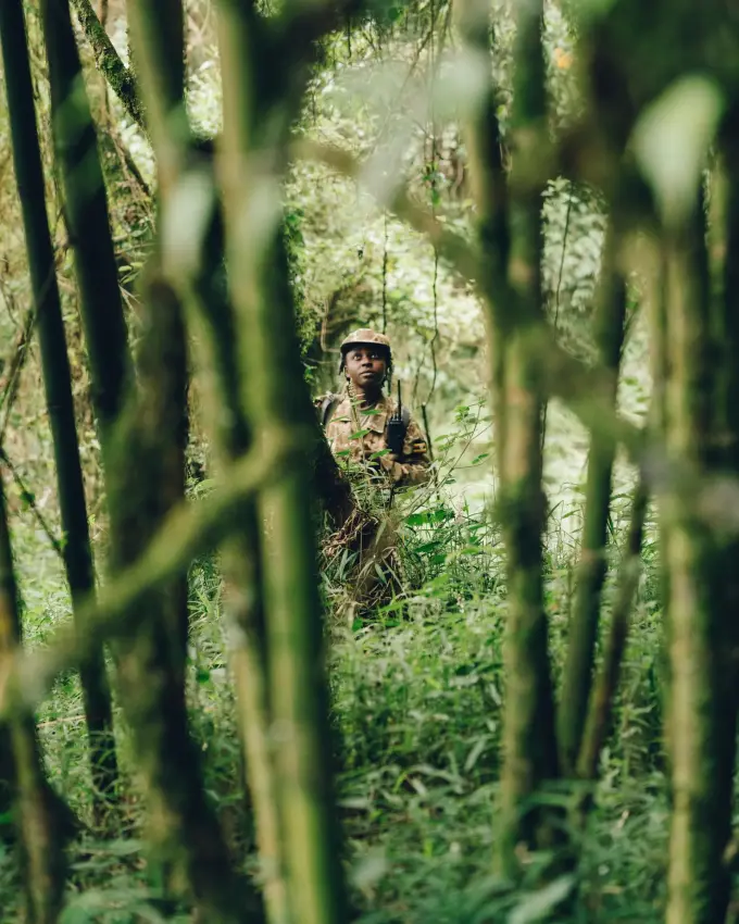 Armed ranger in camouflage uniform patrolling dense jungle forest undergrowth