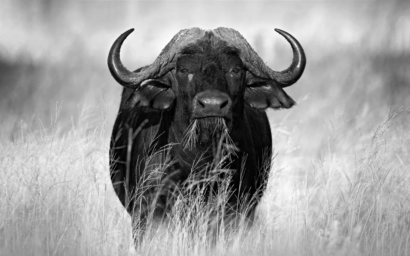 African buffalo with curved horns in grassland