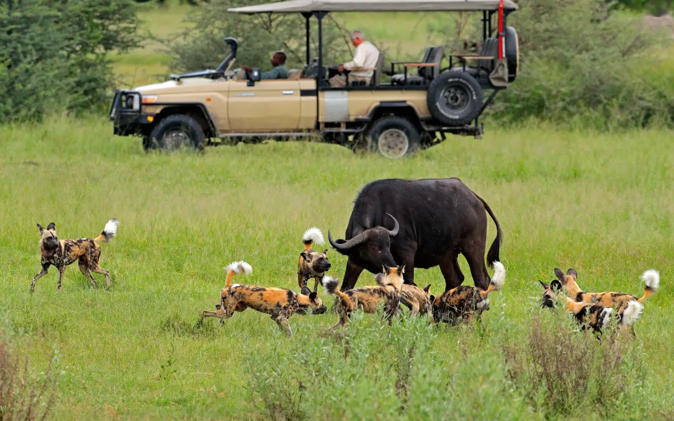 Safari vehicle observing African buffalo herd with wild dogs