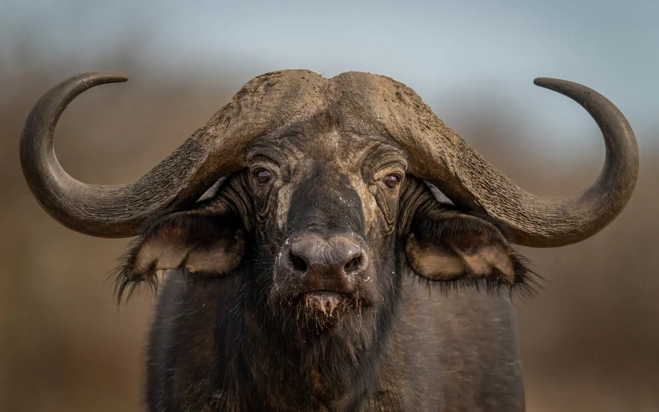 African buffalo with long curved horns facing camera