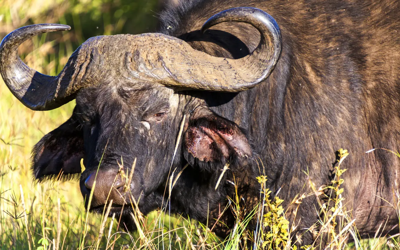 Cape buffalo grazing in grassland during daytime