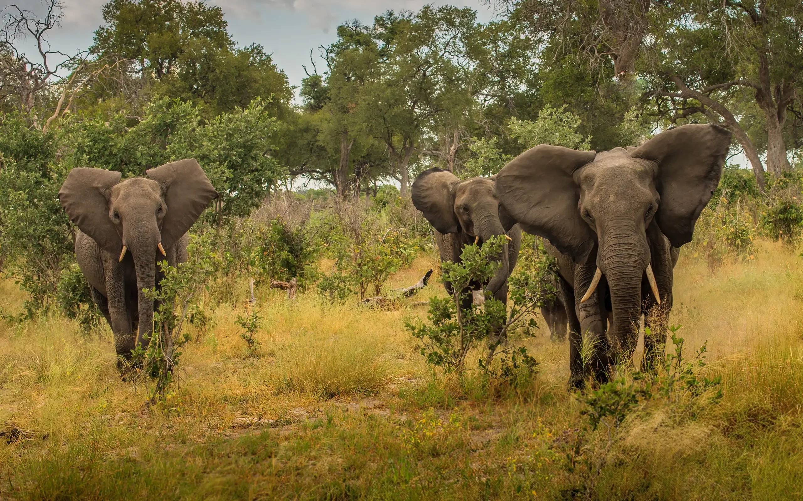 African elephants walking through savanna grassland with trees