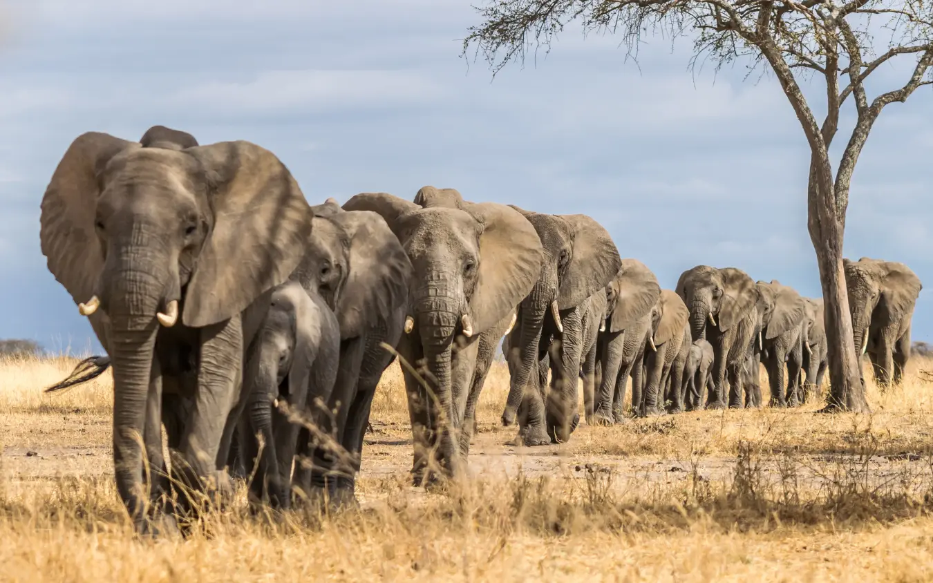 Herd of African elephants walking across savanna landscape