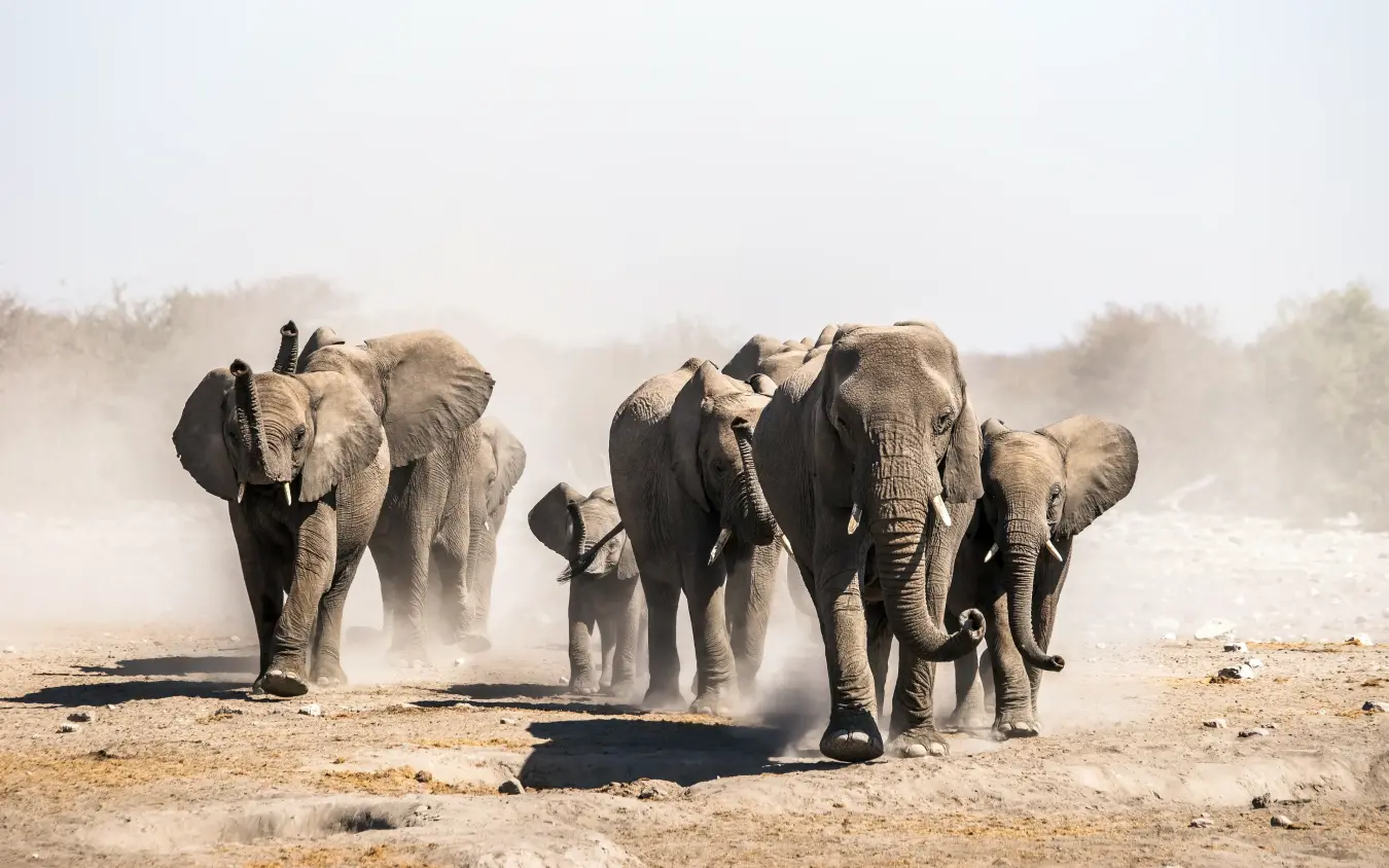 Herd of elephants walking through dusty savanna landscape