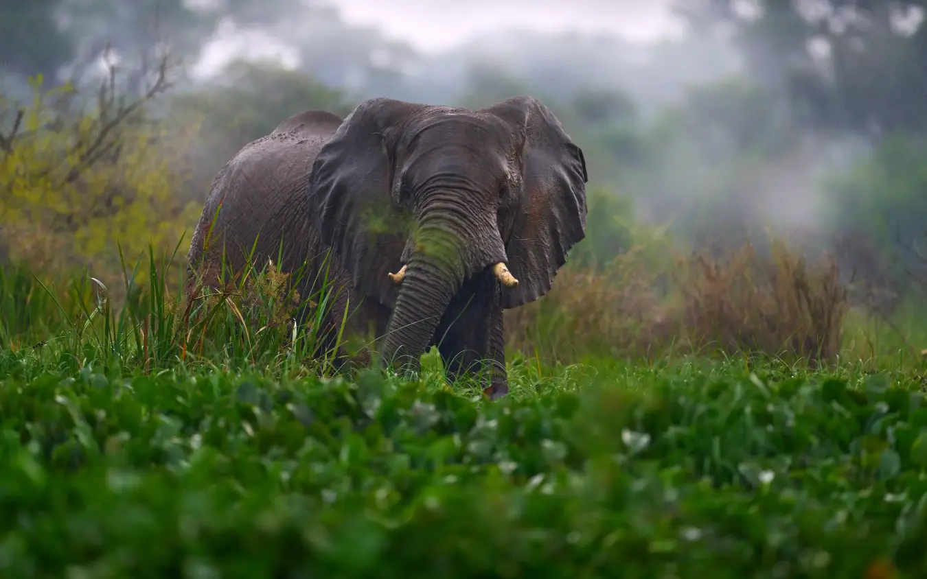 African elephant walking through grassland at dawn