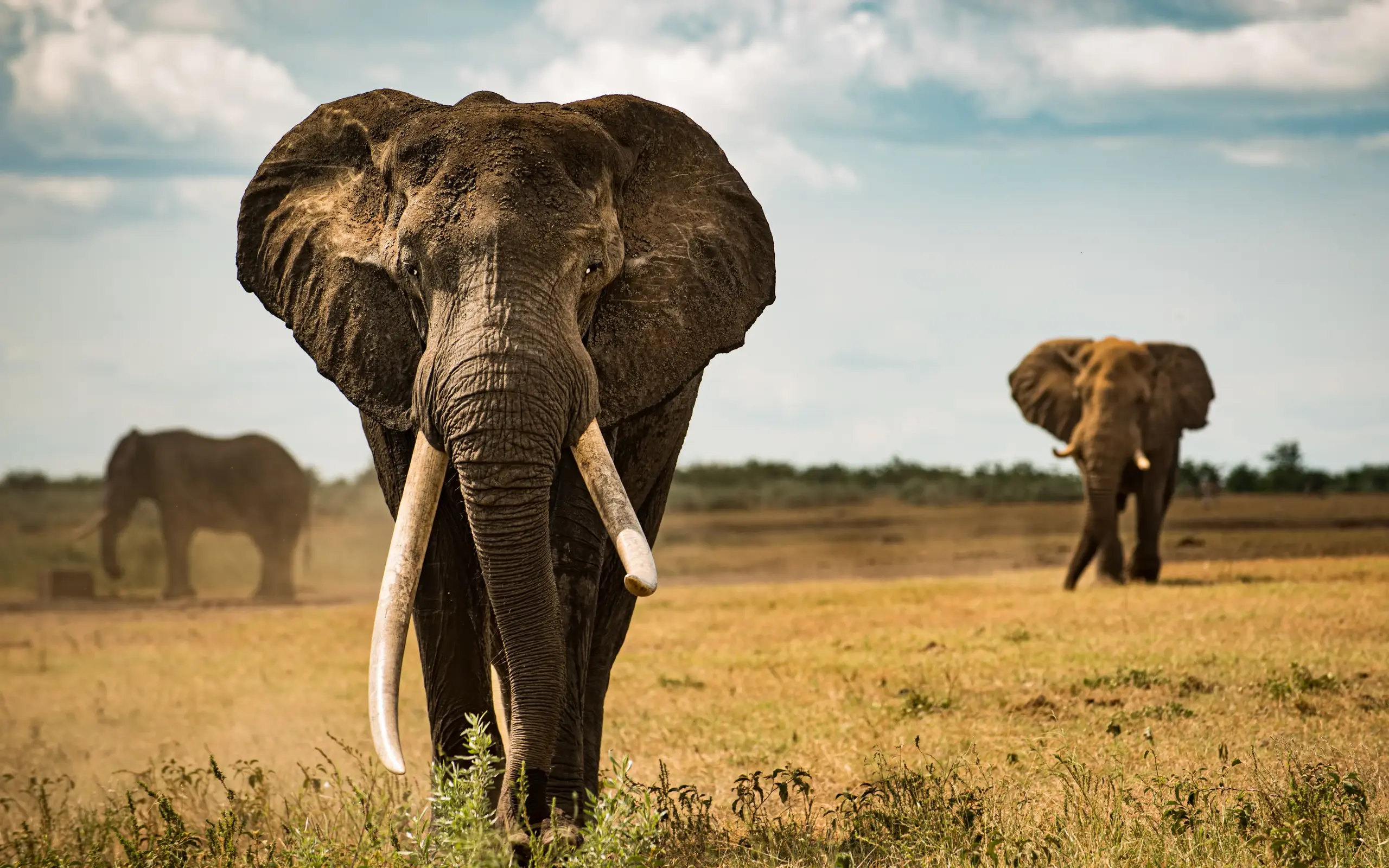 African elephants walking across savanna grassland