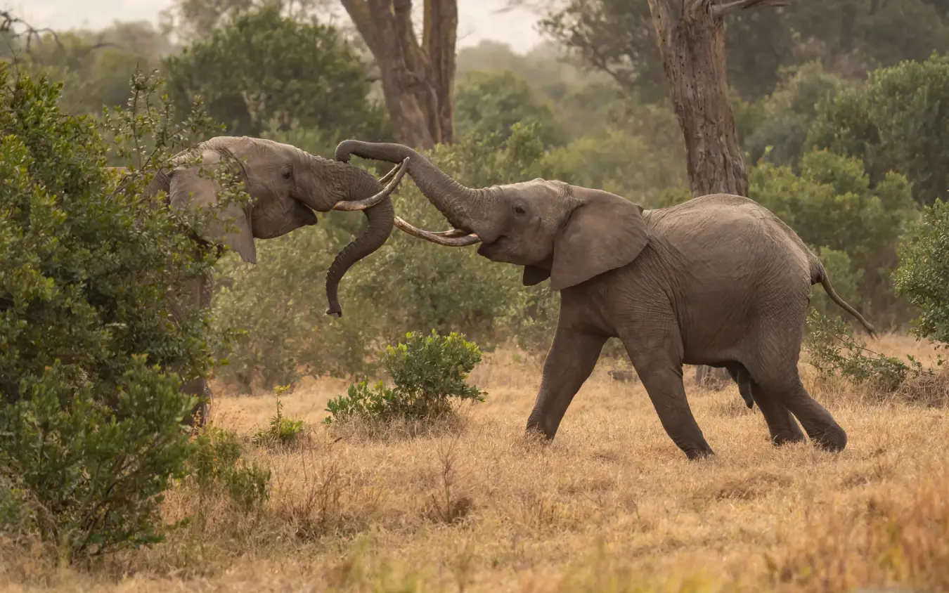 Two young elephants playing with trunks in savanna