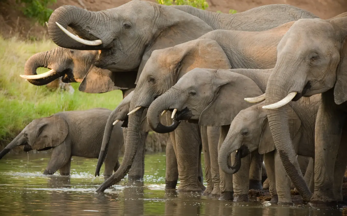 African elephants drinking and bathing at waterhole together