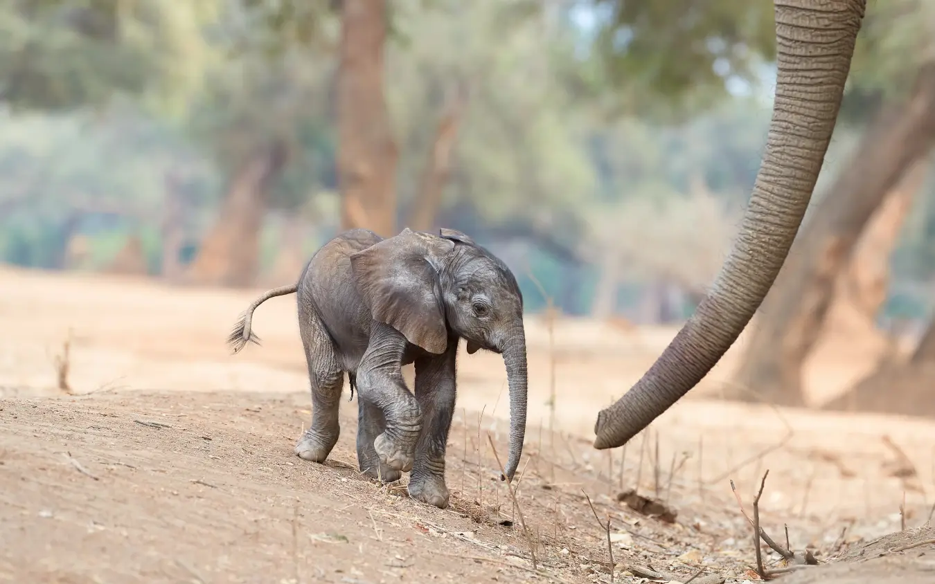 Young elephant calf walking on sandy ground near trees