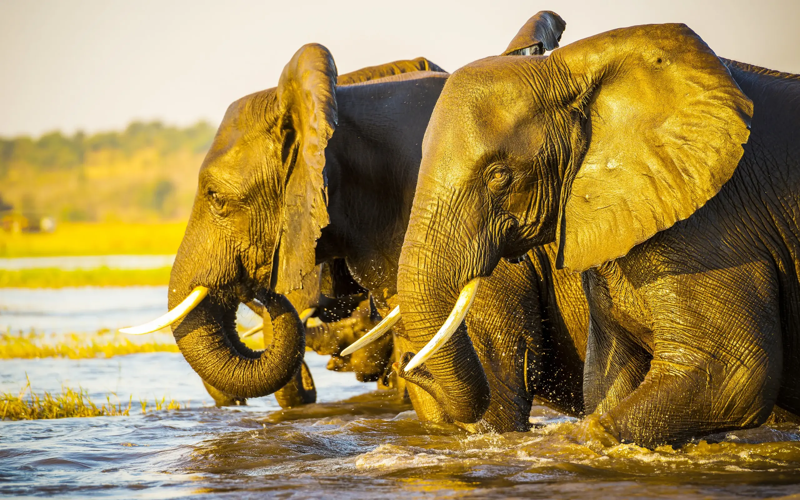 Two elephants bathing in river with mud coating