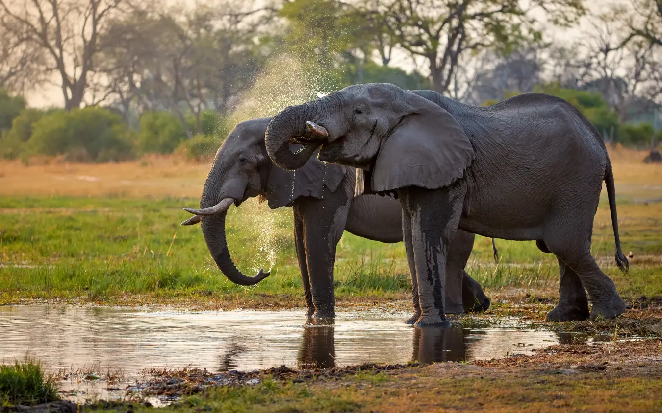 African elephant spraying water at watering hole during day