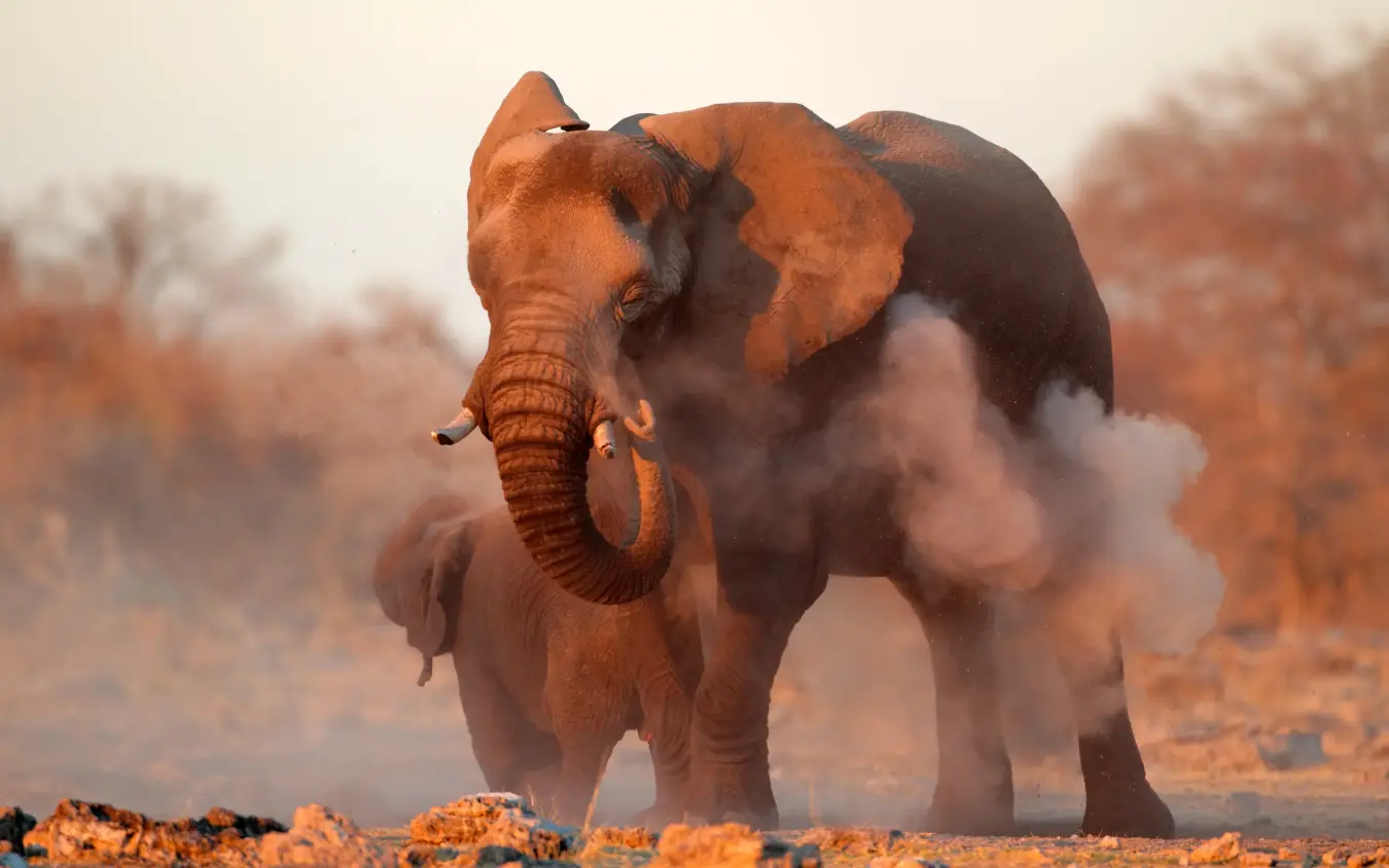 African elephant walking through dust cloud in savanna