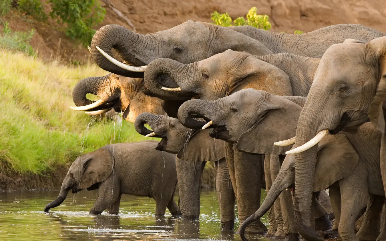 Herd of elephants drinking and bathing at waterhole