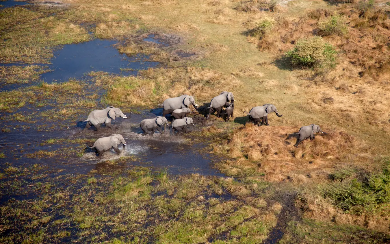 Herd of elephants crossing shallow water from above