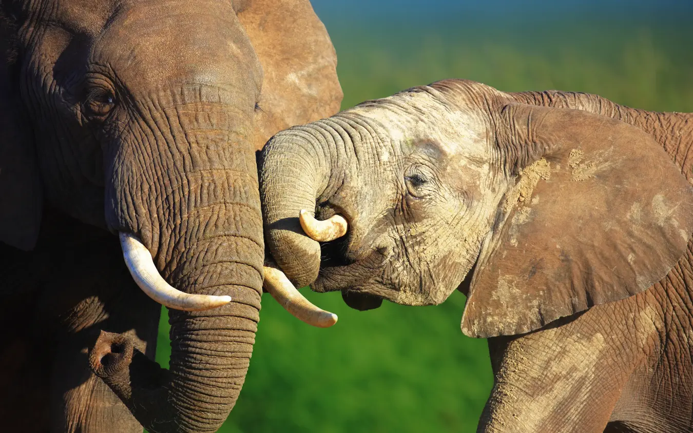 Adult elephant and calf touching trunks together