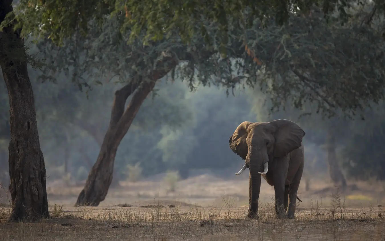 African elephant walking beneath large shade trees in savanna