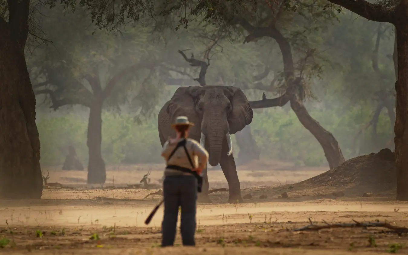 Guide observing elephant in misty woodland landscape