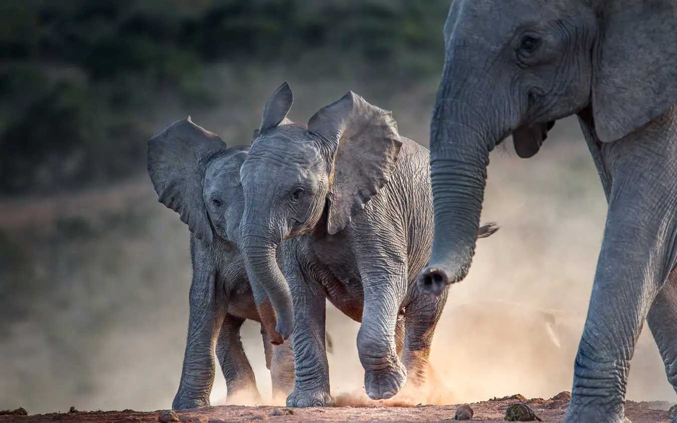 Adult elephant walking with young calf in dusty savanna