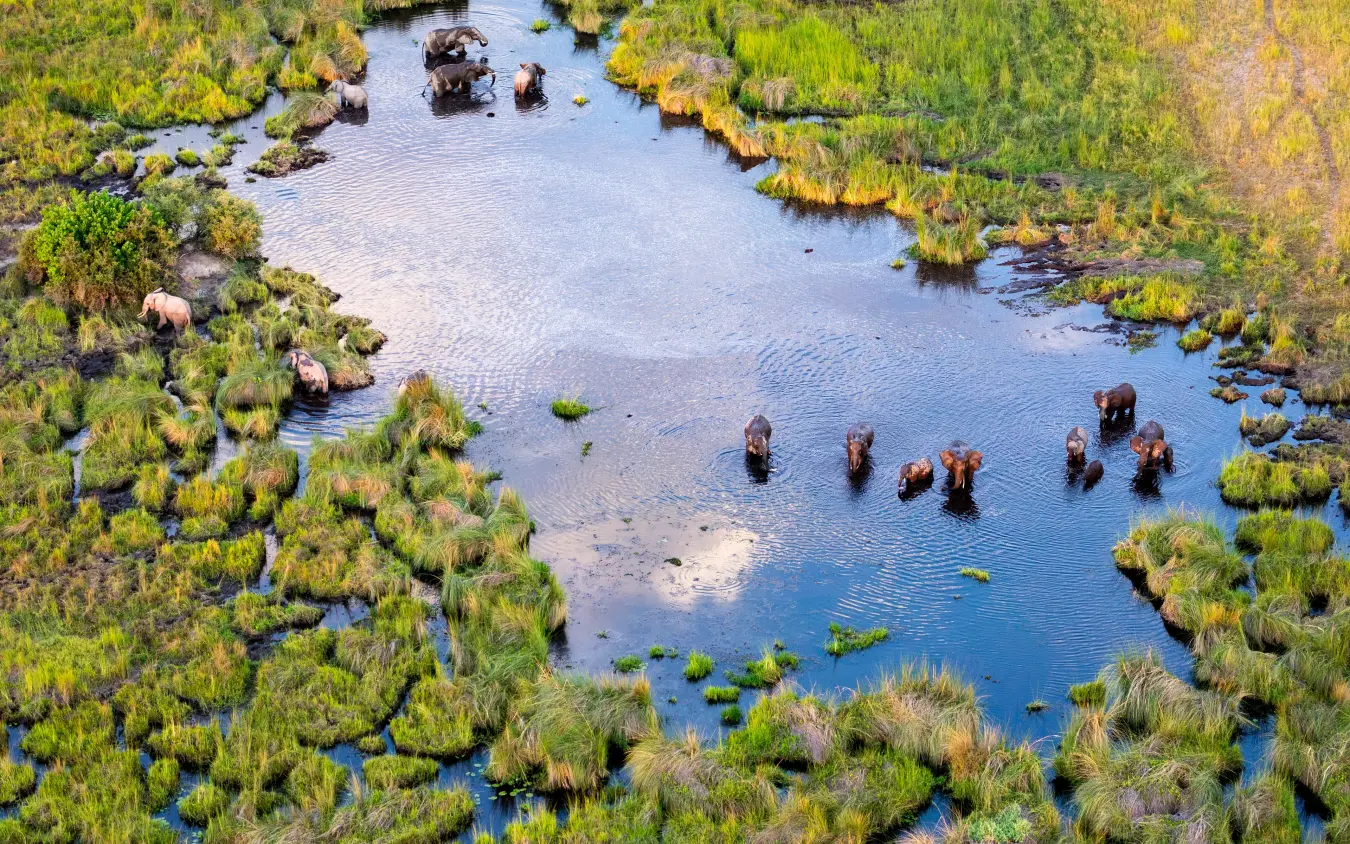 Aerial view of elephants wading in shallow water surrounded by vegetation