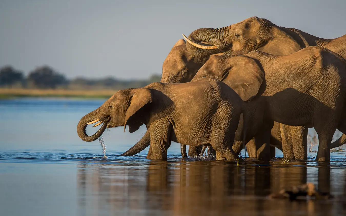 elephants drinking water at riverbank during daytime