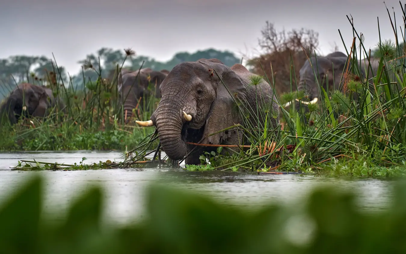 African elephant wading through river vegetation with herd