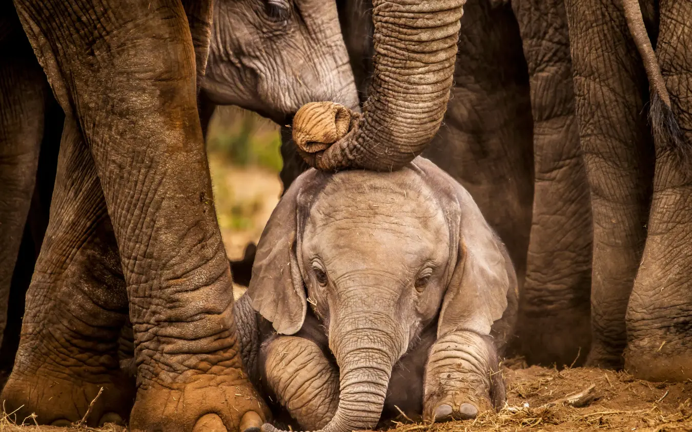 Young elephant calf walking surrounded by adult elephants