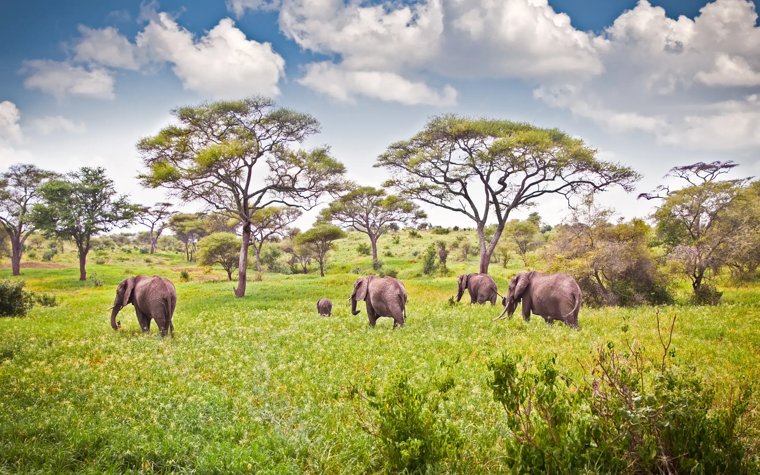Elephant herd walking through savanna grassland with acacia trees