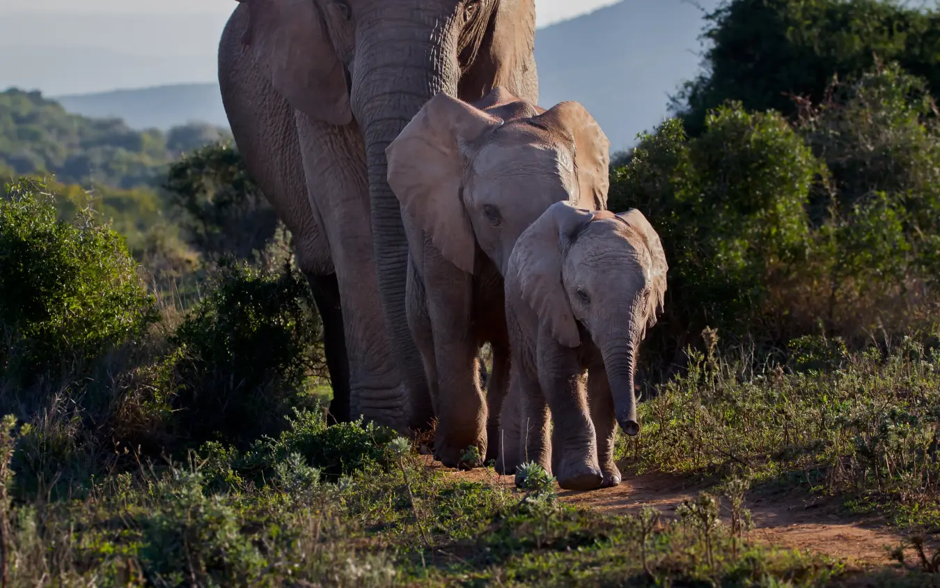 Adult elephant walking with young calf through savanna