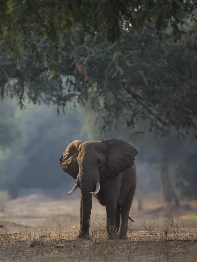 African elephant with tusks standing beneath acacia trees in Uganda