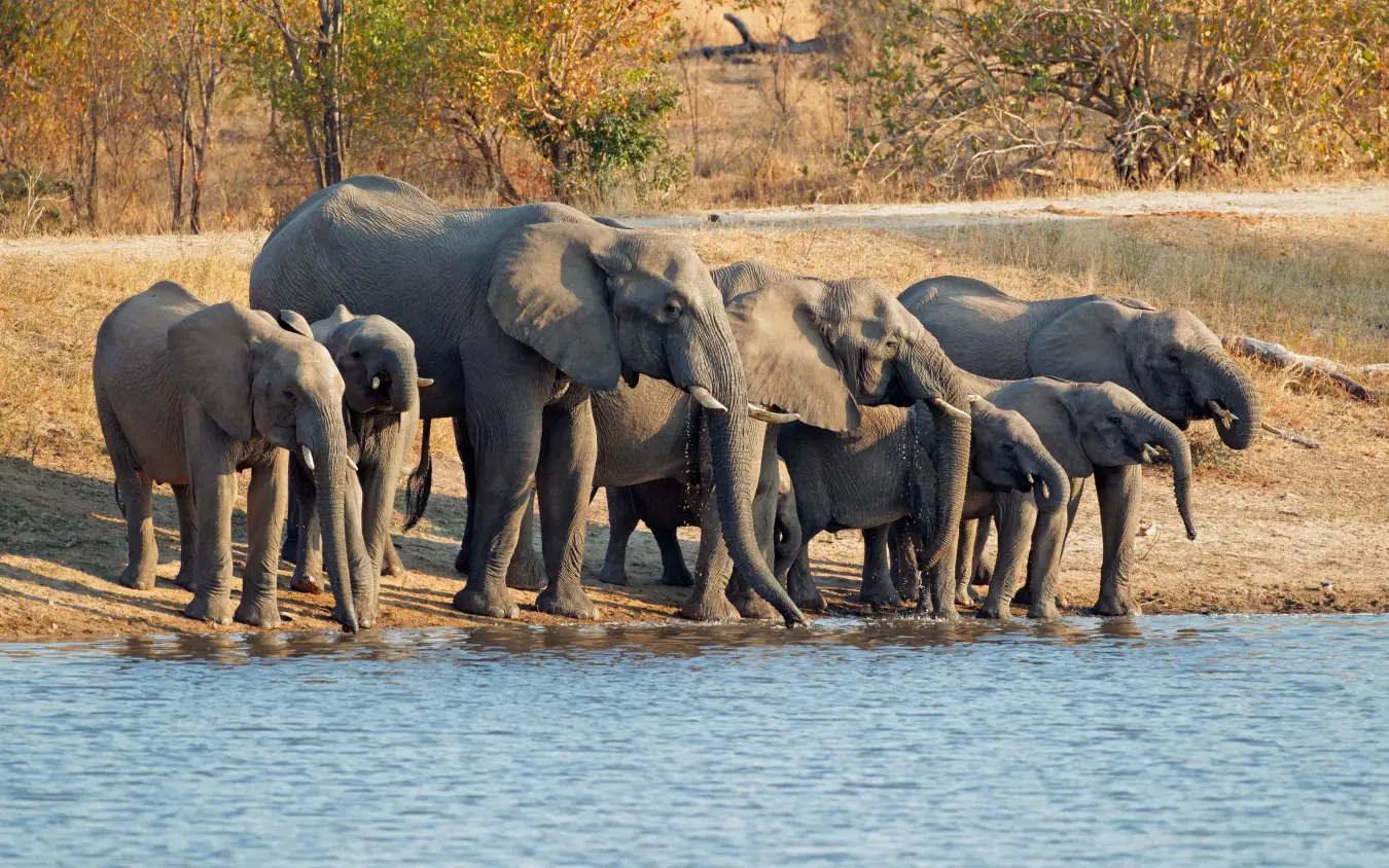 Elephant herd drinking at waterhole during dry season