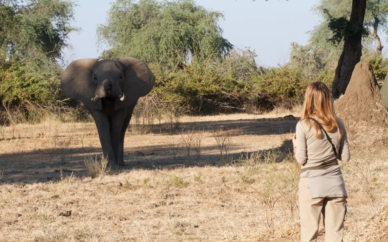 Woman on foot observing elephant in natural habitat