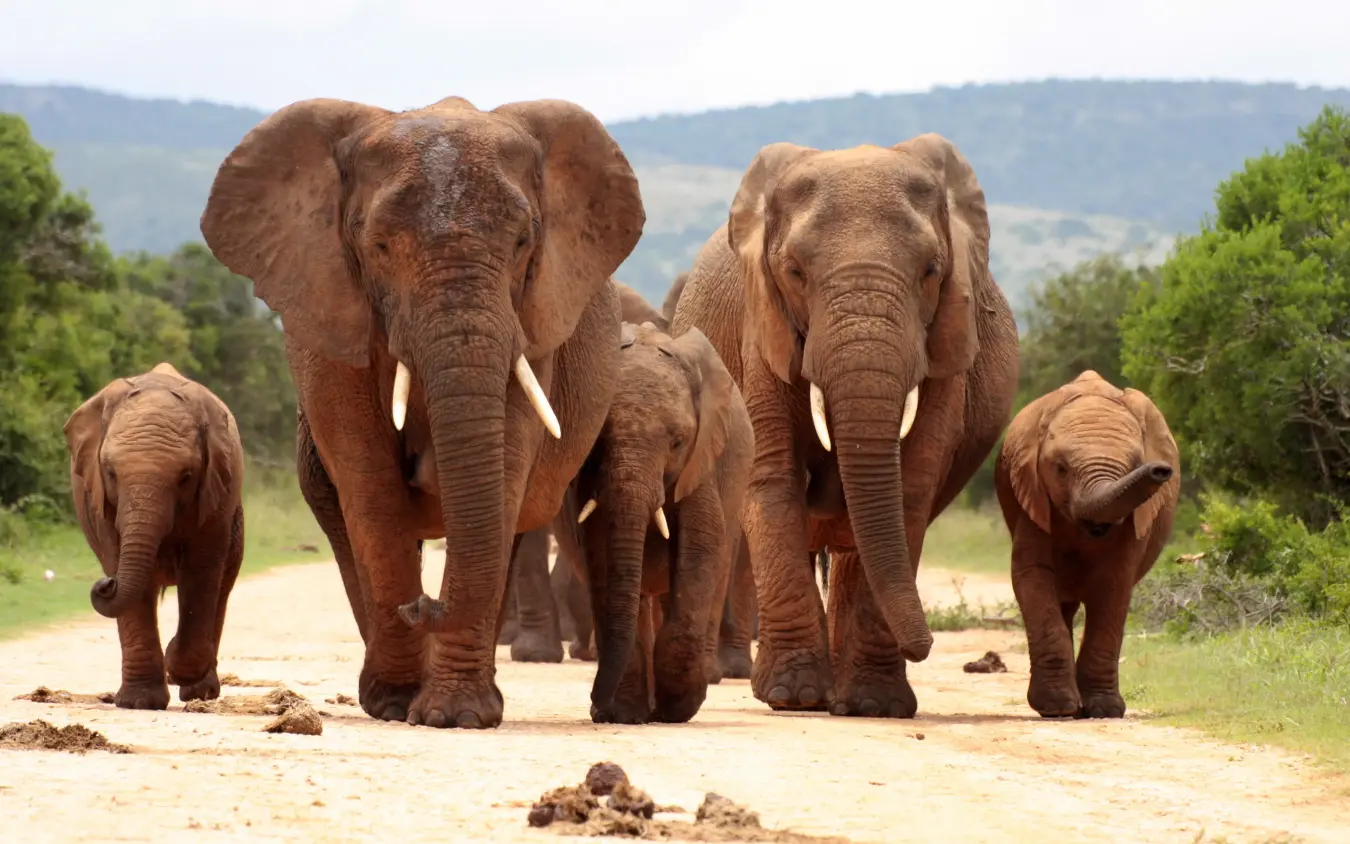 Family group of African elephants walking on sandy path