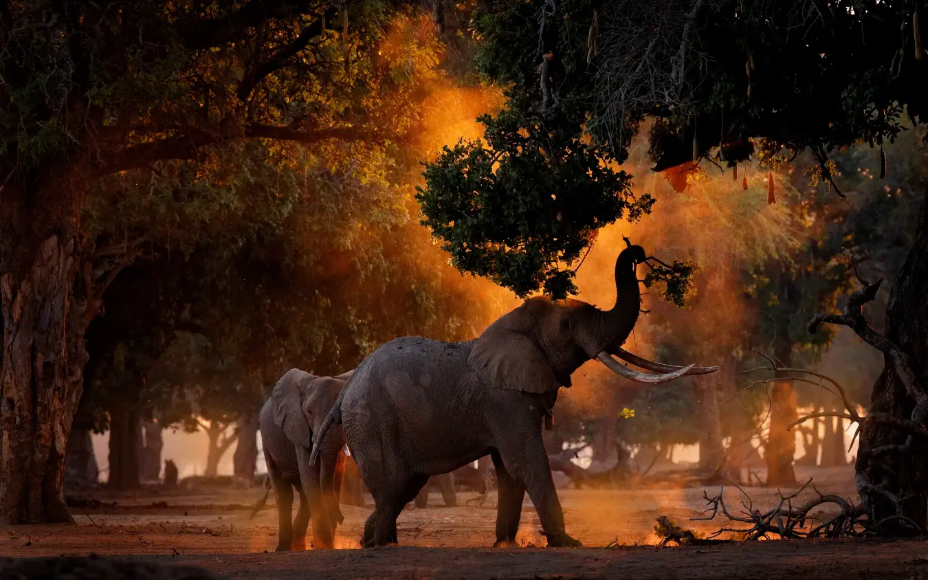 Elephant with raised trunk in misty forest at sunset