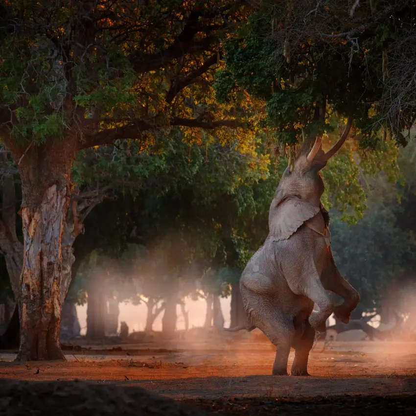 Elephant standing on hind legs reaching into tree branches