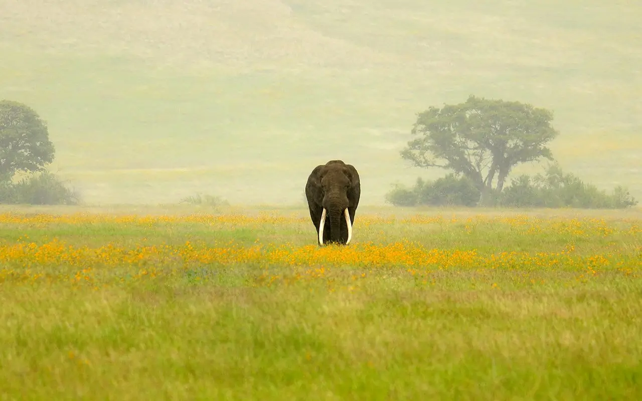 Elephant walking alone across golden savanna grassland