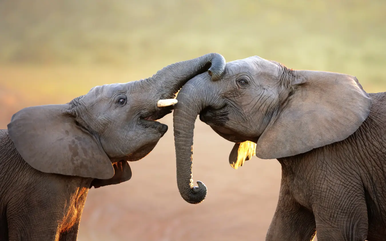 Two elephants touching trunks in affectionate greeting
