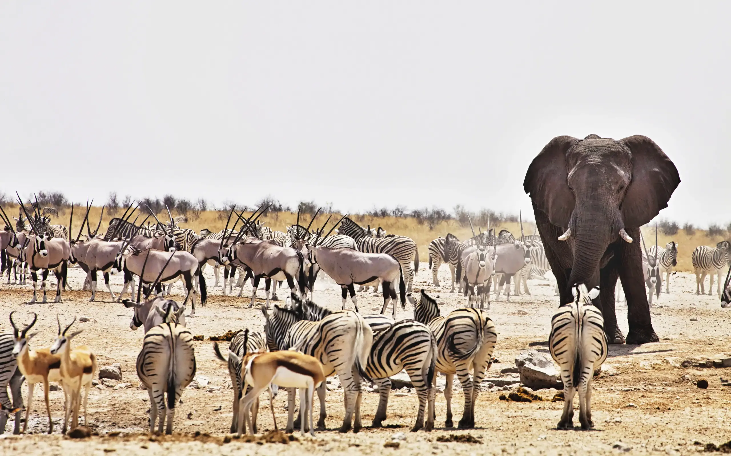 Elephant with zebras and antelopes at waterhole