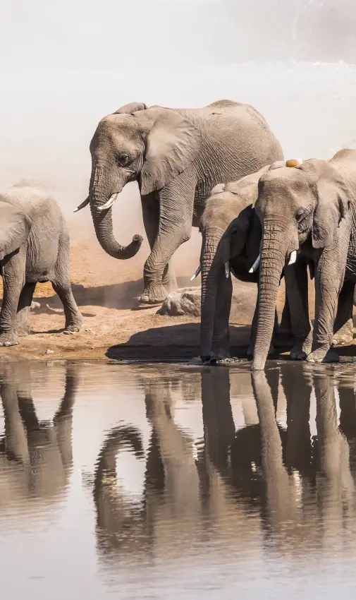 Herd of elephants drinking at waterhole with reflections