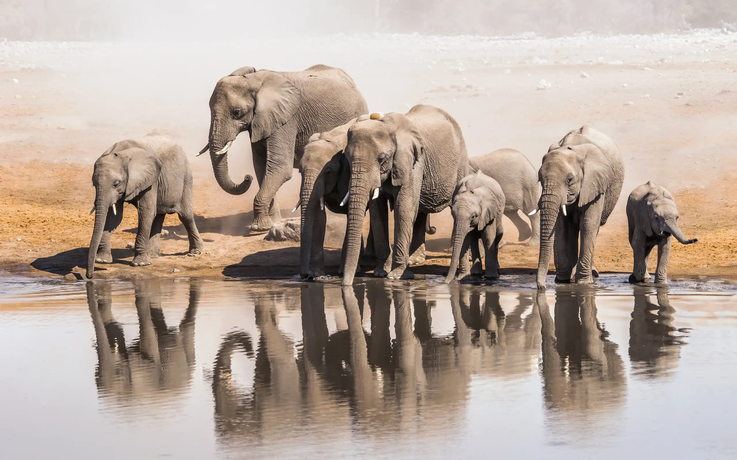 Herd of elephants drinking at waterhole with reflections