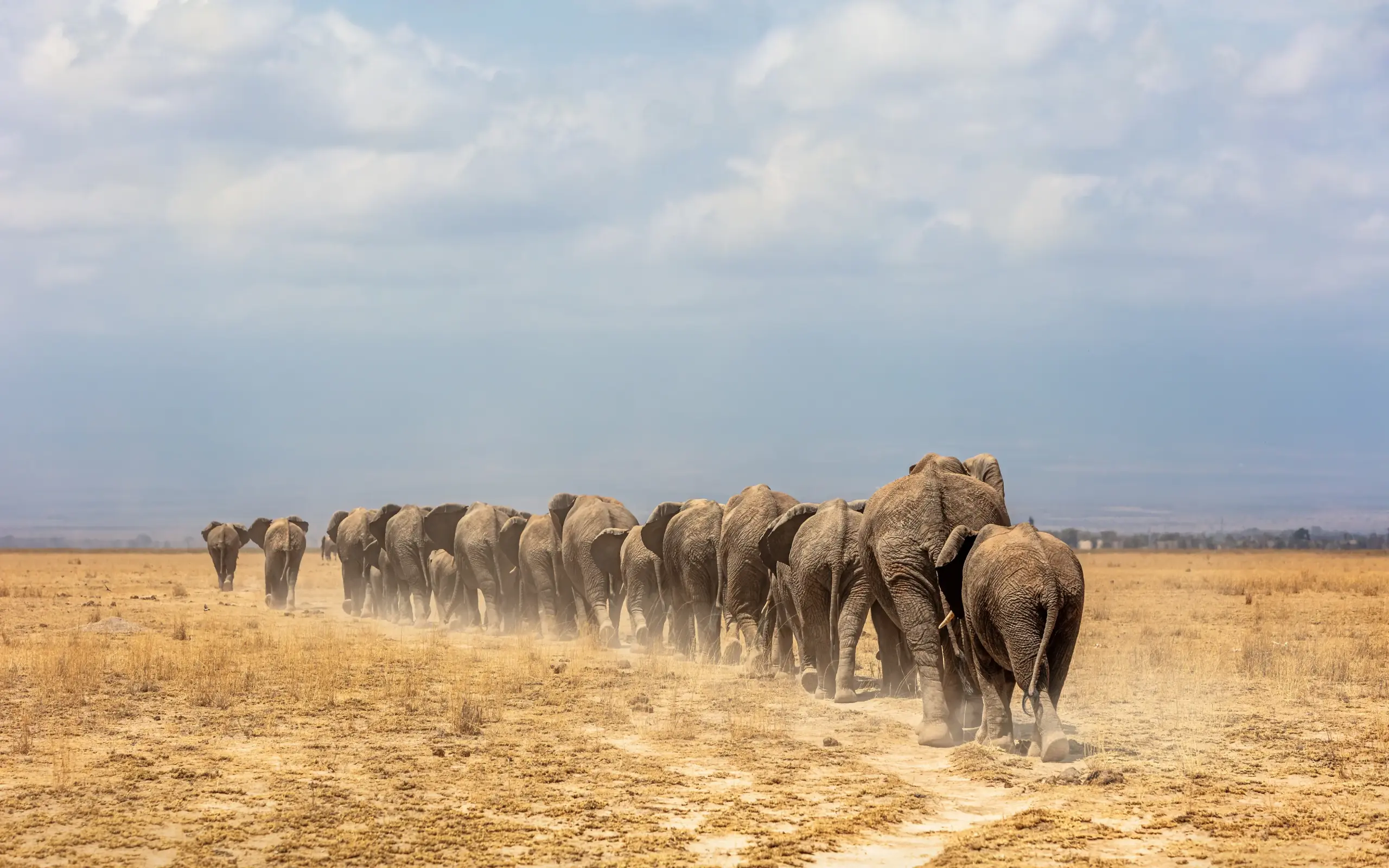 Herd of elephants walking across dusty savanna plain