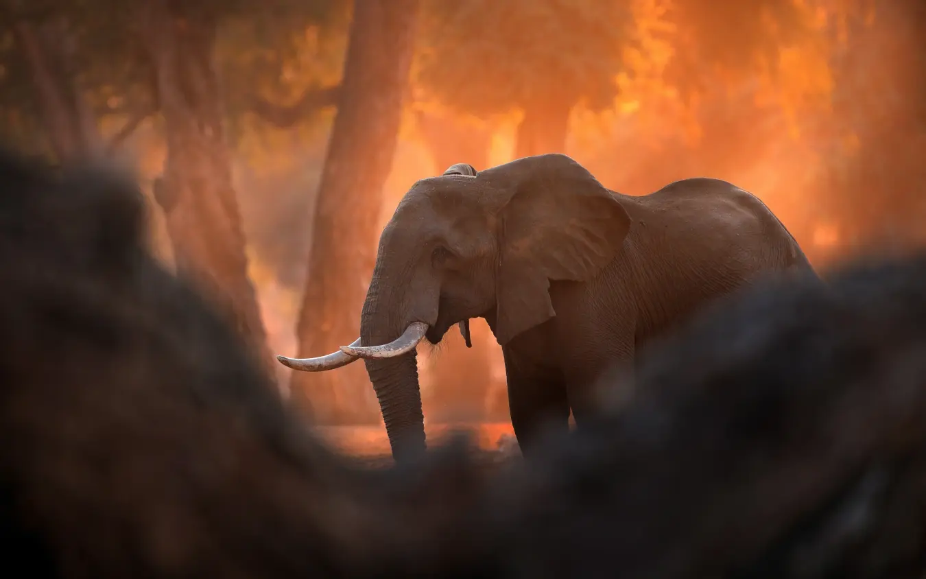 African elephant walking through misty forest at sunrise