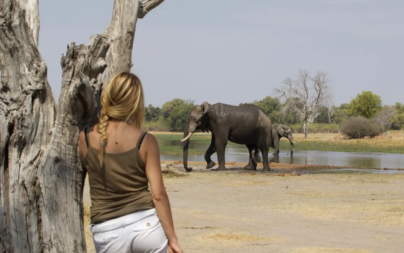 Guest observing elephants at waterhole from safe distance