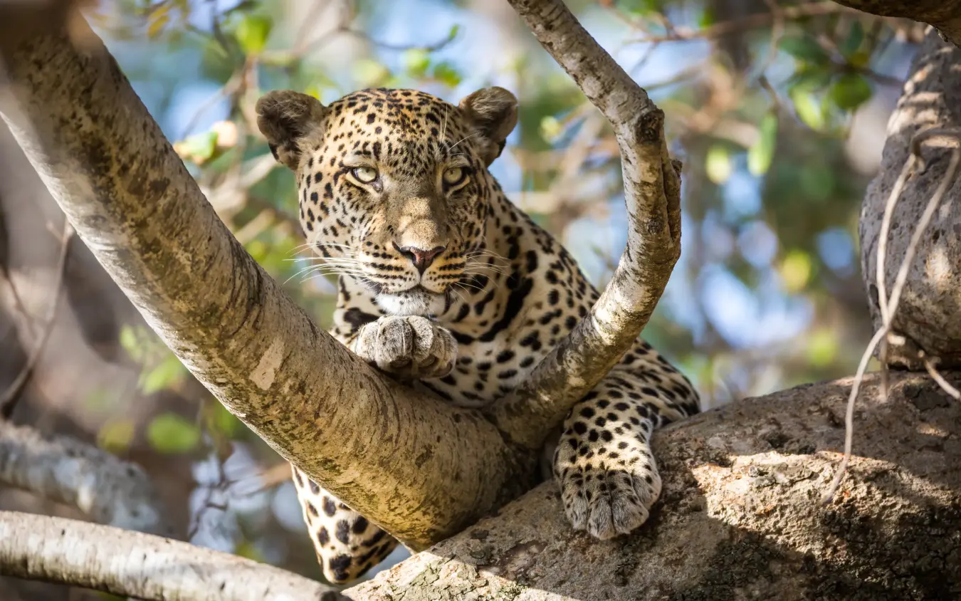 Leopard resting on tree branch in natural habitat