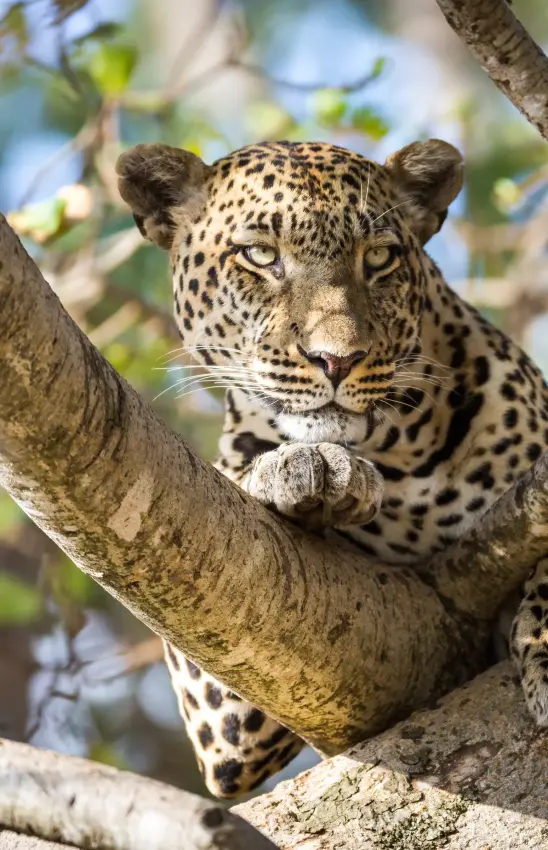 Leopard resting on tree branch in natural habitat