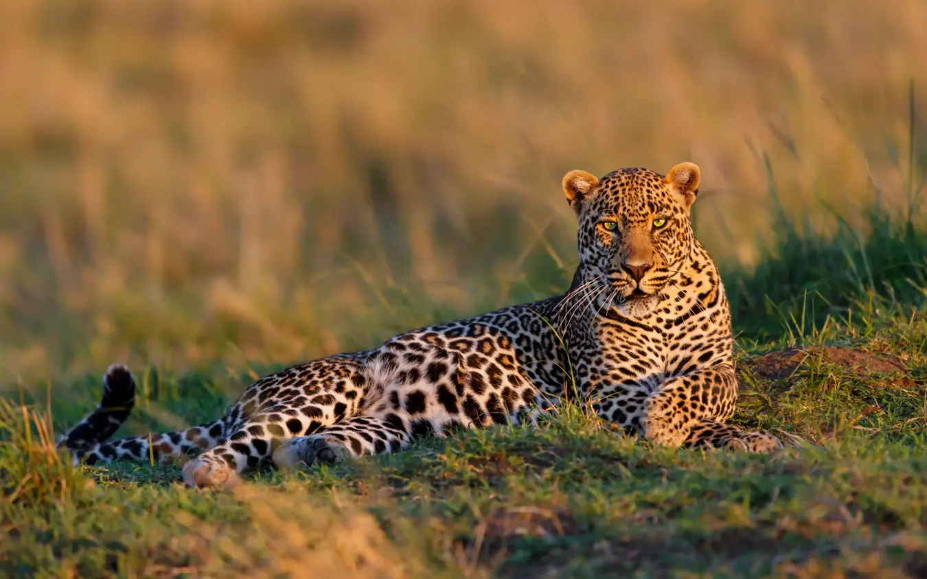 Leopard resting in grass during golden hour