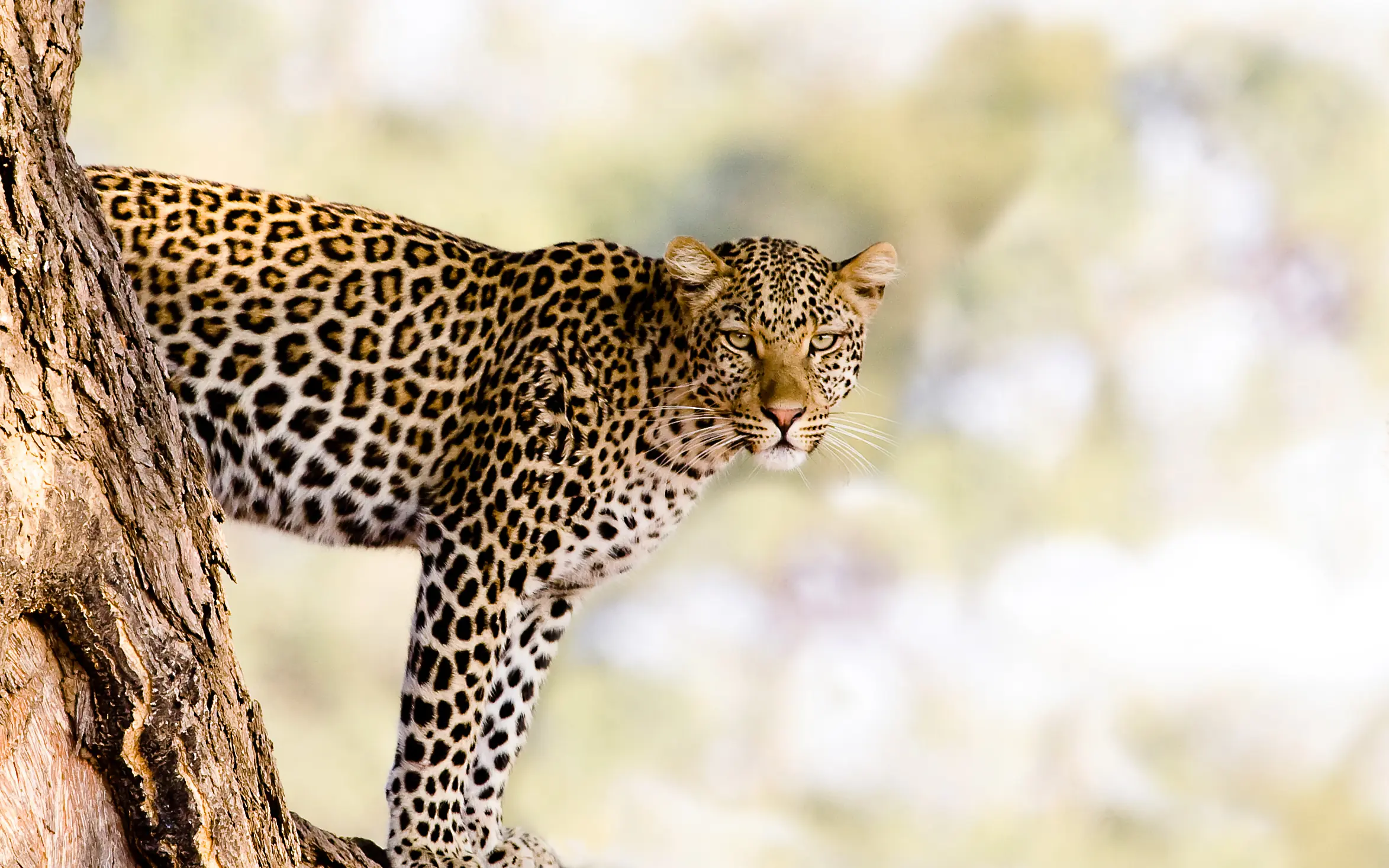 Leopard peering from tree branch in natural habitat