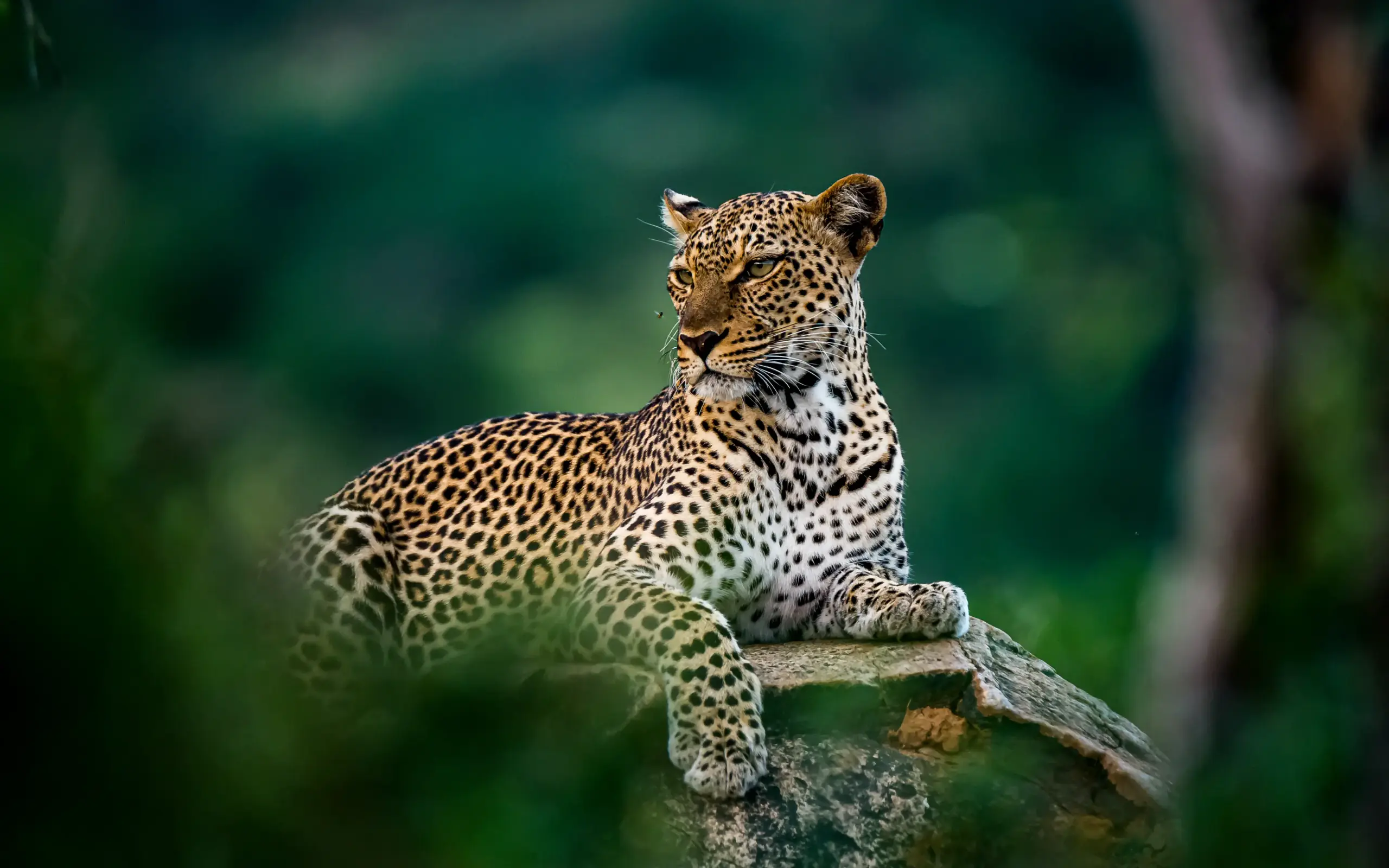 Leopard resting on fallen log in natural setting