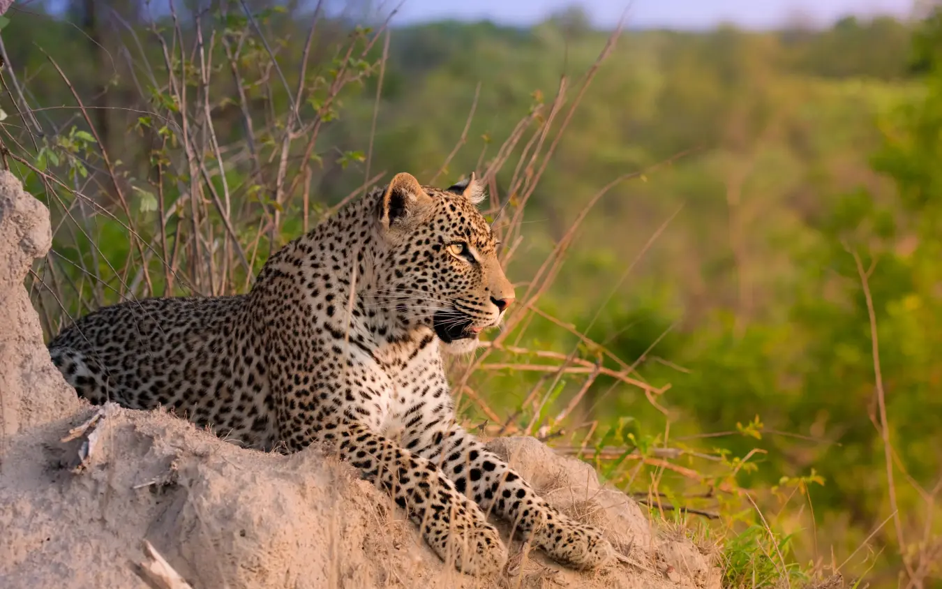 Leopard resting on rock outcrop in savanna