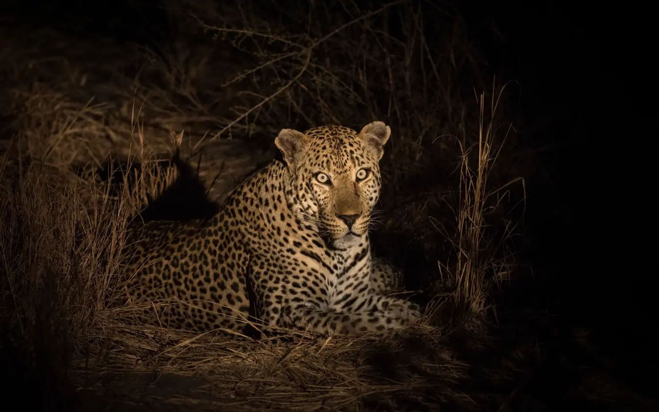 Leopard resting in dry grass at night