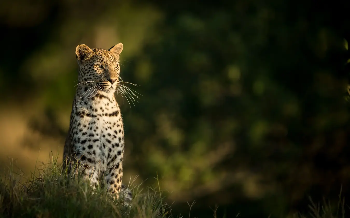 Leopard standing in grassland facing camera